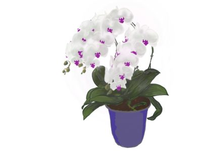 祝いごとや開店祝いにはなぜ胡蝶蘭を贈るの？