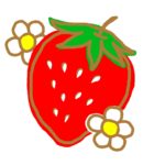 いちごが旬の本当の季節は?いちごの採れる時期はいつまで?