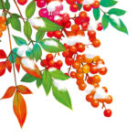 縁起物として庭に南天(なんてん)をなぜ植えるの?のど飴関係ある?