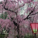 平成最後の【造幣局の桜の通り抜け】の狙い目の日と時間は?