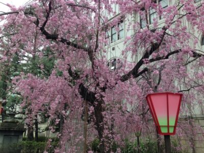 平成最後の【造幣局の桜の通り抜け】の狙い目の日と時間は？
