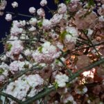 平成最後の造幣局「桜の通り抜け」の夜桜は平日夜何時まで?土日は?