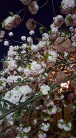 平成最後の造幣局「桜の通り抜け」の夜桜は平日夜何時まで?土日は?