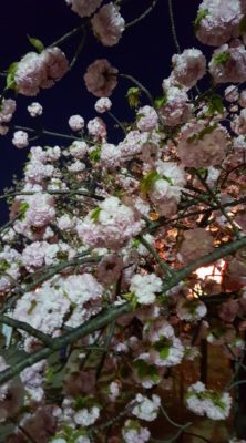 平成最後の造幣局「桜の通り抜け」の夜桜は平日夜何時まで？土日は？