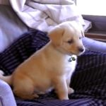 カンファペットはペットの匂い消し効果が強力でお勧め?人間にも?