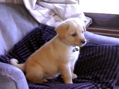 カンファペットはペットの匂い消し効果が強力でお勧め？人間にも？