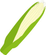 白いトウモロコシ雪の妖精の甘さは白いいちごやメロン並み？買いたい